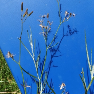 Senecio quadridentatus (Cotton Fireweed) at Hughes, ACT - 23 Nov 2020 by TomT