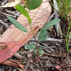 Eucalyptus blakelyi (Blakely's Red Gum) at Deakin, ACT - 23 Nov 2020 by TomT