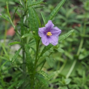 Solanum linearifolium at Paddys River, ACT - 24 Nov 2020 12:33 AM