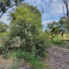 Eucalyptus melliodora (Yellow Box) at Hughes, ACT - 23 Nov 2020 by TomT