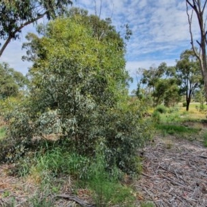 Eucalyptus melliodora at Hughes, ACT - 23 Nov 2020 11:04 PM