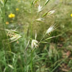 Rytidosperma (genus) (Wallaby Grass) at Deakin, ACT - 23 Nov 2020 by TomT