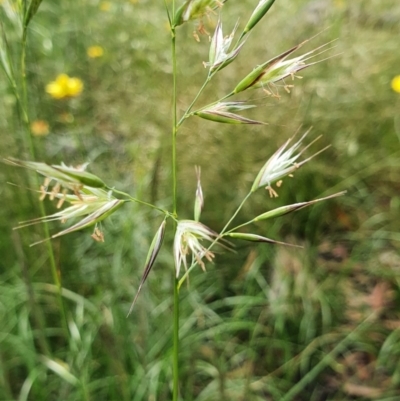 Rytidosperma (genus) (Wallaby Grass) at Deakin, ACT - 23 Nov 2020 by TomT
