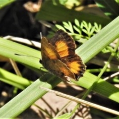 Paralucia aurifera (Bright Copper) at Paddys River, ACT - 23 Nov 2020 by JohnBundock