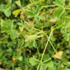 Oxalis thompsoniae (Fluffy-fruit Wood-sorrel) at Hughes, ACT - 23 Nov 2020 by TomT