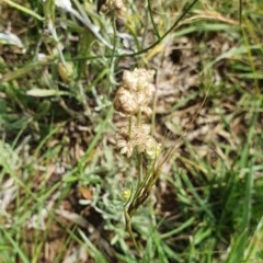 Pseudognaphalium luteoalbum (Jersey Cudweed) at Hughes, ACT - 23 Nov 2020 by TomT