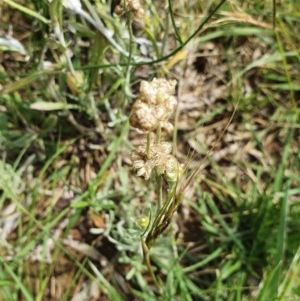 Pseudognaphalium luteoalbum at Hughes, ACT - 23 Nov 2020 11:16 PM