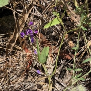 Glycine tabacina at Hughes, ACT - 24 Nov 2020