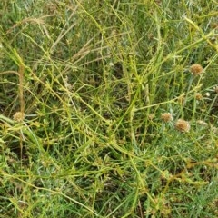 Rumex dumosus (Wiry Dock) at Hughes, ACT - 23 Nov 2020 by TomT