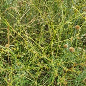 Rumex dumosus at Hughes, ACT - 23 Nov 2020 11:19 PM