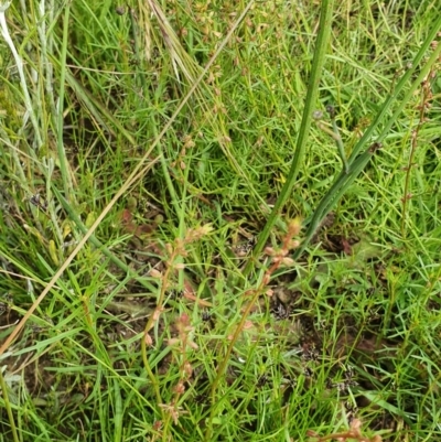 Haloragis heterophylla (Variable Raspwort) at Deakin, ACT - 23 Nov 2020 by TomT