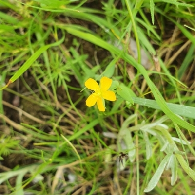 Hypericum gramineum (Small St Johns Wort) at Hughes, ACT - 23 Nov 2020 by TomT