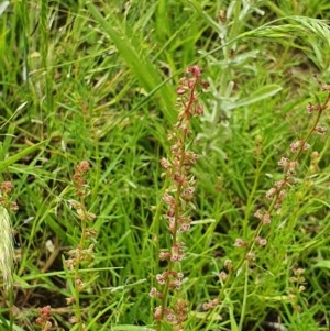 Haloragis heterophylla at Deakin, ACT - 23 Nov 2020