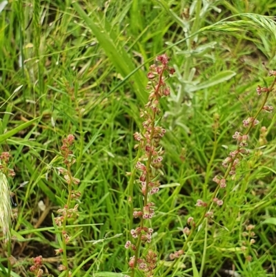 Haloragis heterophylla (Variable Raspwort) at Deakin, ACT - 23 Nov 2020 by TomT