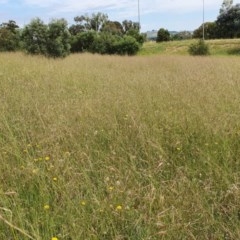 Austrostipa bigeniculata (Kneed Speargrass) at Deakin, ACT - 23 Nov 2020 by TomT