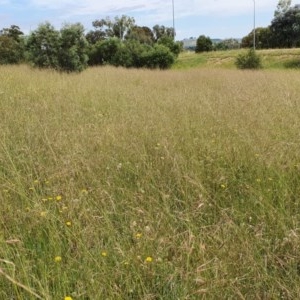 Austrostipa bigeniculata at Deakin, ACT - 23 Nov 2020