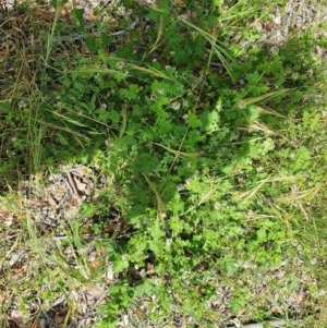 Pelargonium inodorum at Hughes, ACT - 23 Nov 2020 11:38 PM