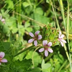 Pelargonium inodorum at Hughes, ACT - 23 Nov 2020