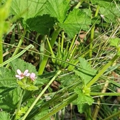 Pelargonium inodorum at Hughes, ACT - 23 Nov 2020