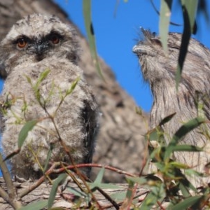 Podargus strigoides at Red Hill, ACT - 2 Nov 2020