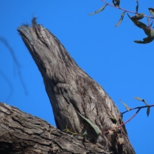 Podargus strigoides at Red Hill, ACT - 2 Nov 2020