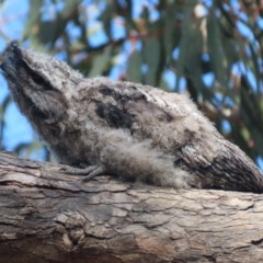 Podargus strigoides (Tawny Frogmouth) at Red Hill, ACT - 6 Nov 2020 by roymcd