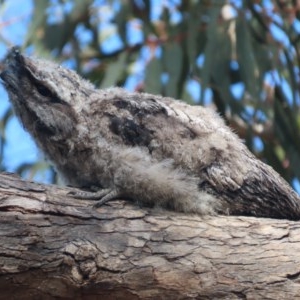 Podargus strigoides at Red Hill, ACT - 6 Nov 2020