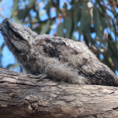 Podargus strigoides (Tawny Frogmouth) at Red Hill, ACT - 5 Nov 2020 by roymcd