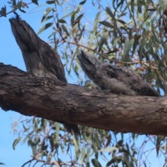 Podargus strigoides at Red Hill, ACT - 6 Nov 2020