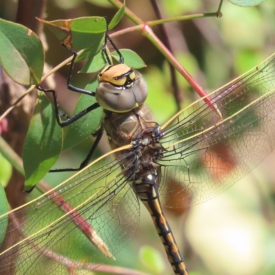 Anax papuensis (Australian Emperor) at Griffith, ACT - 18 Nov 2020 by roymcd