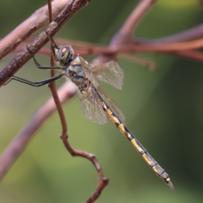 Hemicordulia tau (Tau Emerald) at Garran, ACT - 20 Nov 2020 by roymcd