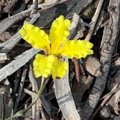 Goodenia hederacea at Bruce, ACT - 23 Nov 2020