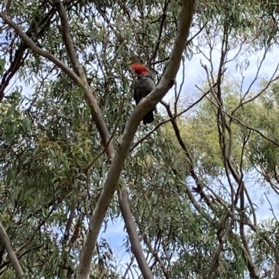 Callocephalon fimbriatum (Gang-gang Cockatoo) at Kaleen, ACT - 23 Nov 2020 by Jenny54