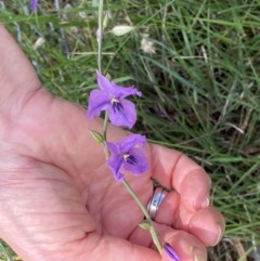 Arthropodium fimbriatum at Crace, ACT - 24 Nov 2020 12:09 AM