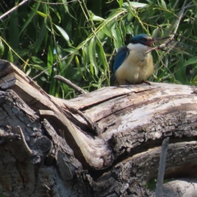 Anax papuensis (Australian Emperor) at Fyshwick, ACT - 7 Nov 2020 by roymcd