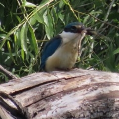 Anax papuensis at Fyshwick, ACT - 8 Nov 2020 04:42 AM