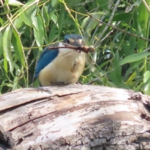 Anax papuensis at Fyshwick, ACT - 8 Nov 2020 04:42 AM