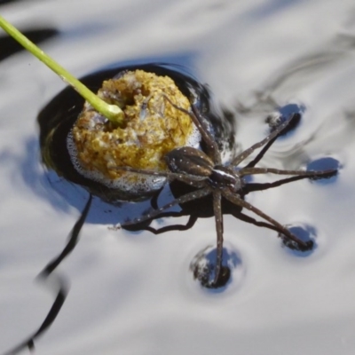 Dolomedes (genus) (Fishing spider) at Yass River, NSW - 24 Nov 2020 by SenexRugosus