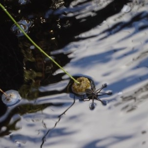 Dolomedes sp. (genus) at Yass River, NSW - 24 Nov 2020