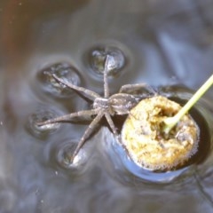 Dolomedes sp. (genus) at Yass River, NSW - 24 Nov 2020