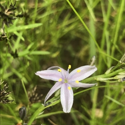 Caesia calliantha (Blue Grass-lily) at Flea Bog Flat, Bruce - 23 Nov 2020 by MattFox