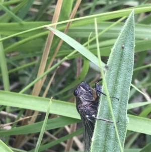 Cicadettini sp. (tribe) at Bruce, ACT - 24 Nov 2020