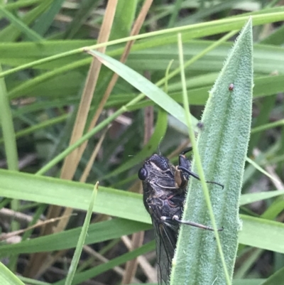 Cicadettini sp. (tribe) (Cicada) at Flea Bog Flat, Bruce - 23 Nov 2020 by MattFox