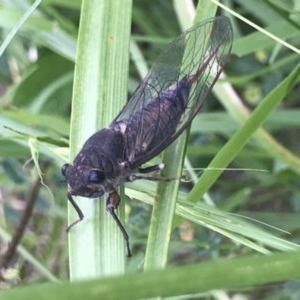 Cicadettini sp. (tribe) at Bruce, ACT - 24 Nov 2020