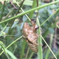 Cicadettini sp. (tribe) at Bruce, ACT - 24 Nov 2020