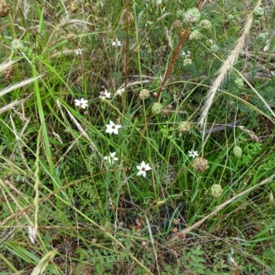 Sisyrinchium rosulatum (Scourweed) at Jerrabomberra, ACT - 23 Nov 2020 by Mike