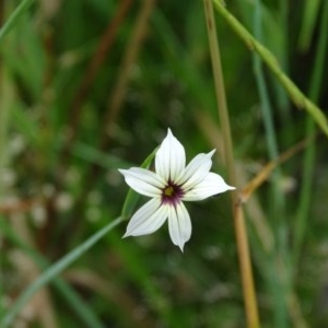 Sisyrinchium rosulatum at Jerrabomberra, ACT - 24 Nov 2020