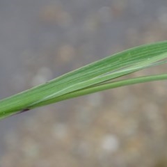 Sisyrinchium rosulatum at Jerrabomberra, ACT - 24 Nov 2020