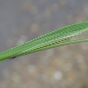 Sisyrinchium rosulatum at Jerrabomberra, ACT - 24 Nov 2020 01:50 AM