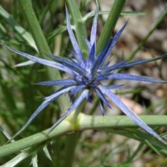 Eryngium ovinum (Blue Devil) at Jerrabomberra, ACT - 24 Nov 2020 by Mike